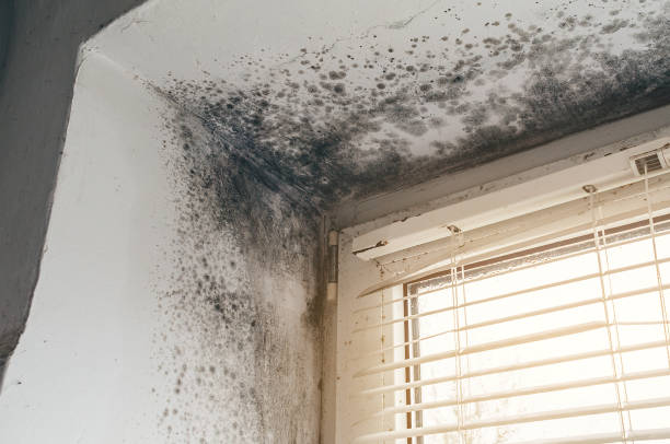 Affordable Mold Cleanup solutions in Oyster Bay, NY
